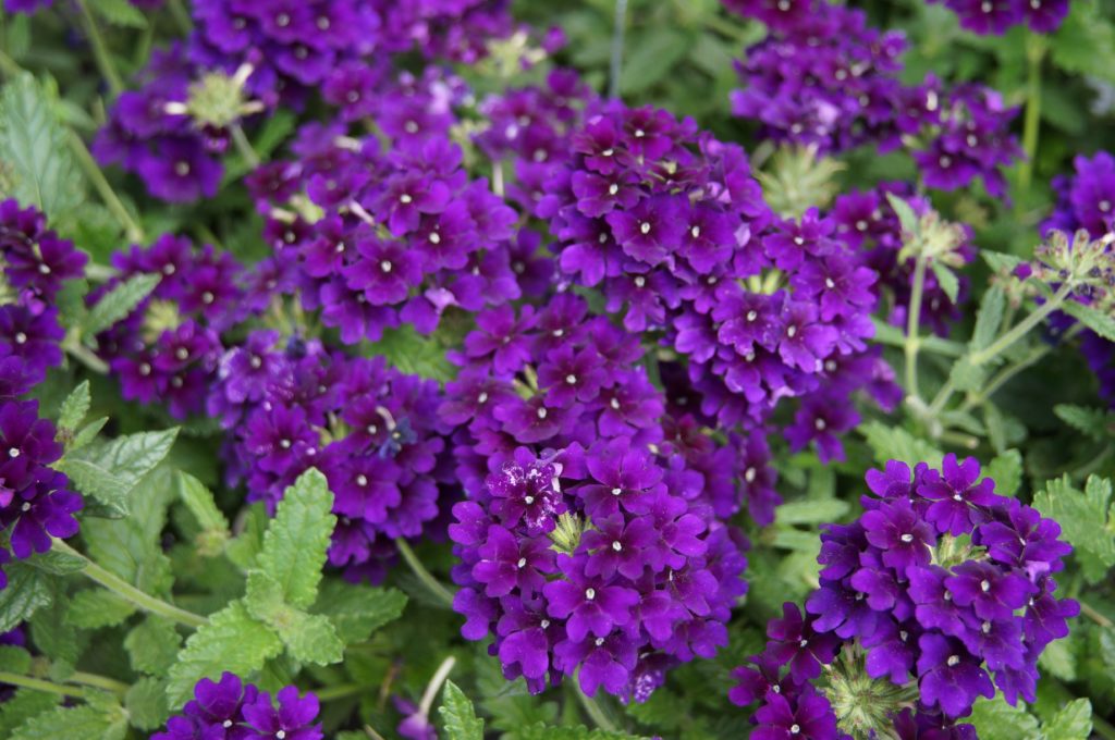 Verbena Empress – Ennenga's Garden Center