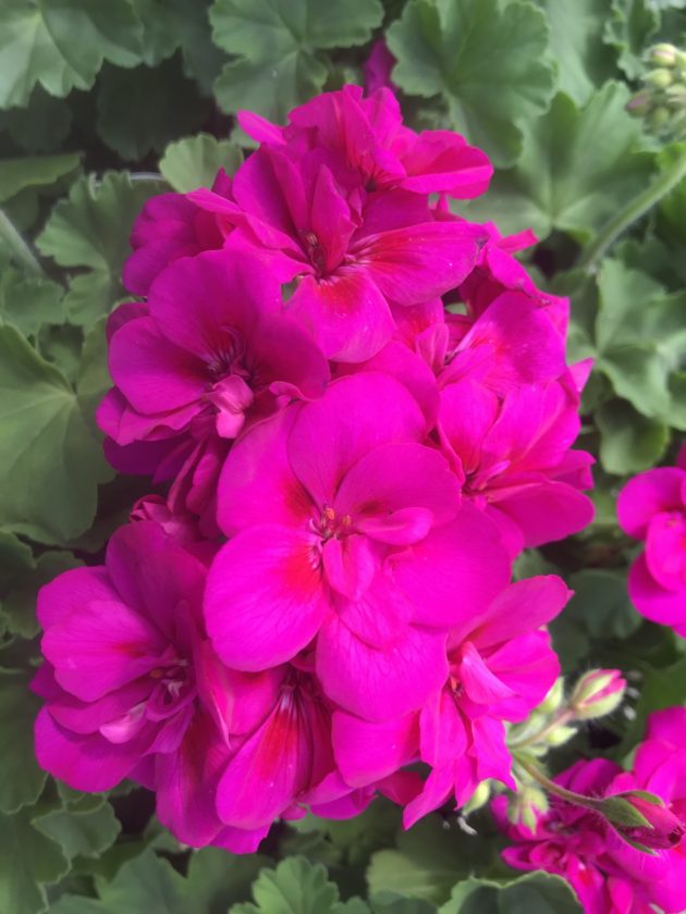 Geranium Interspecific Caliope – Ennenga's Garden Center