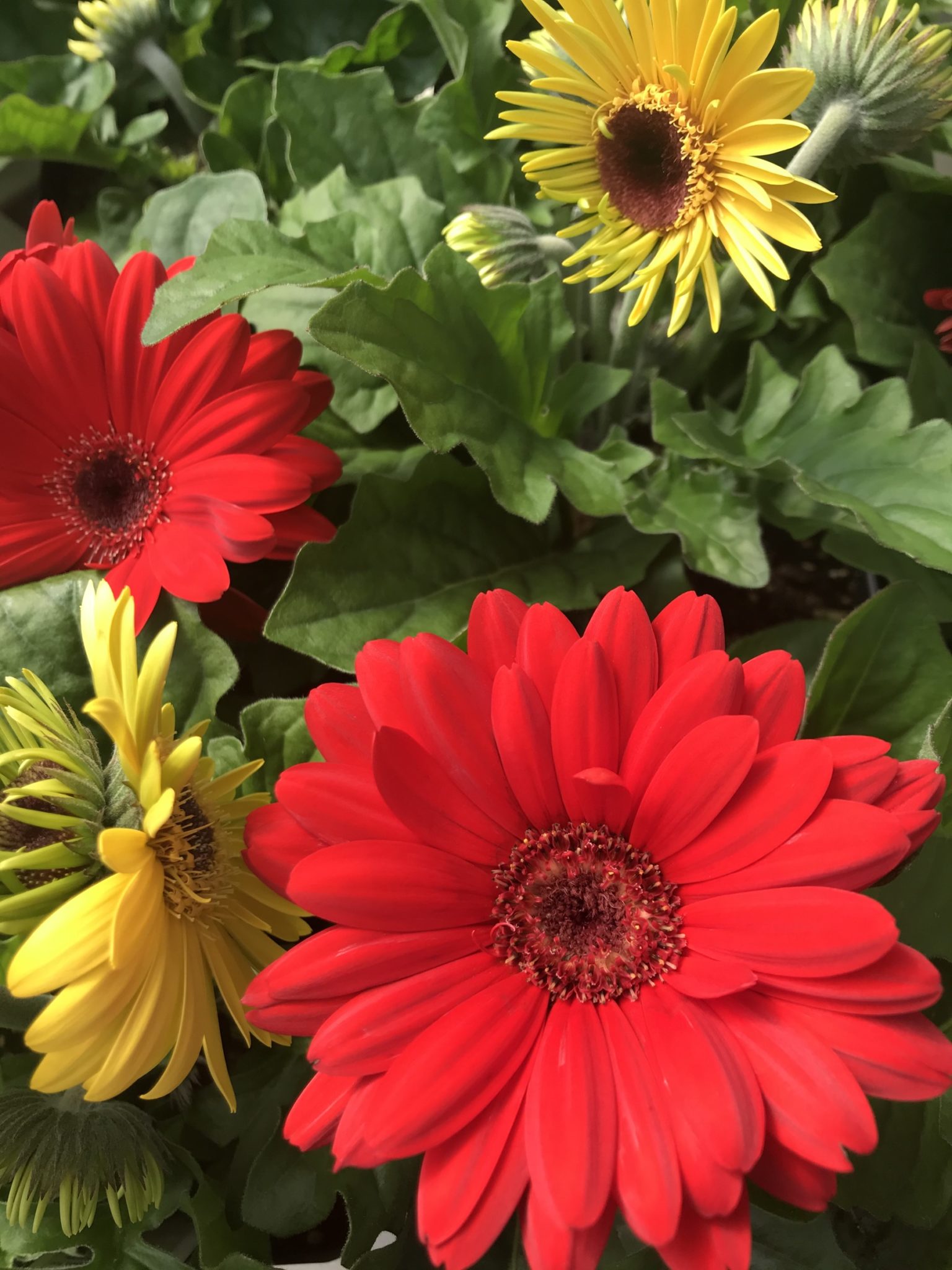 Gerbera Majorette Mix – Ennenga's Garden Center