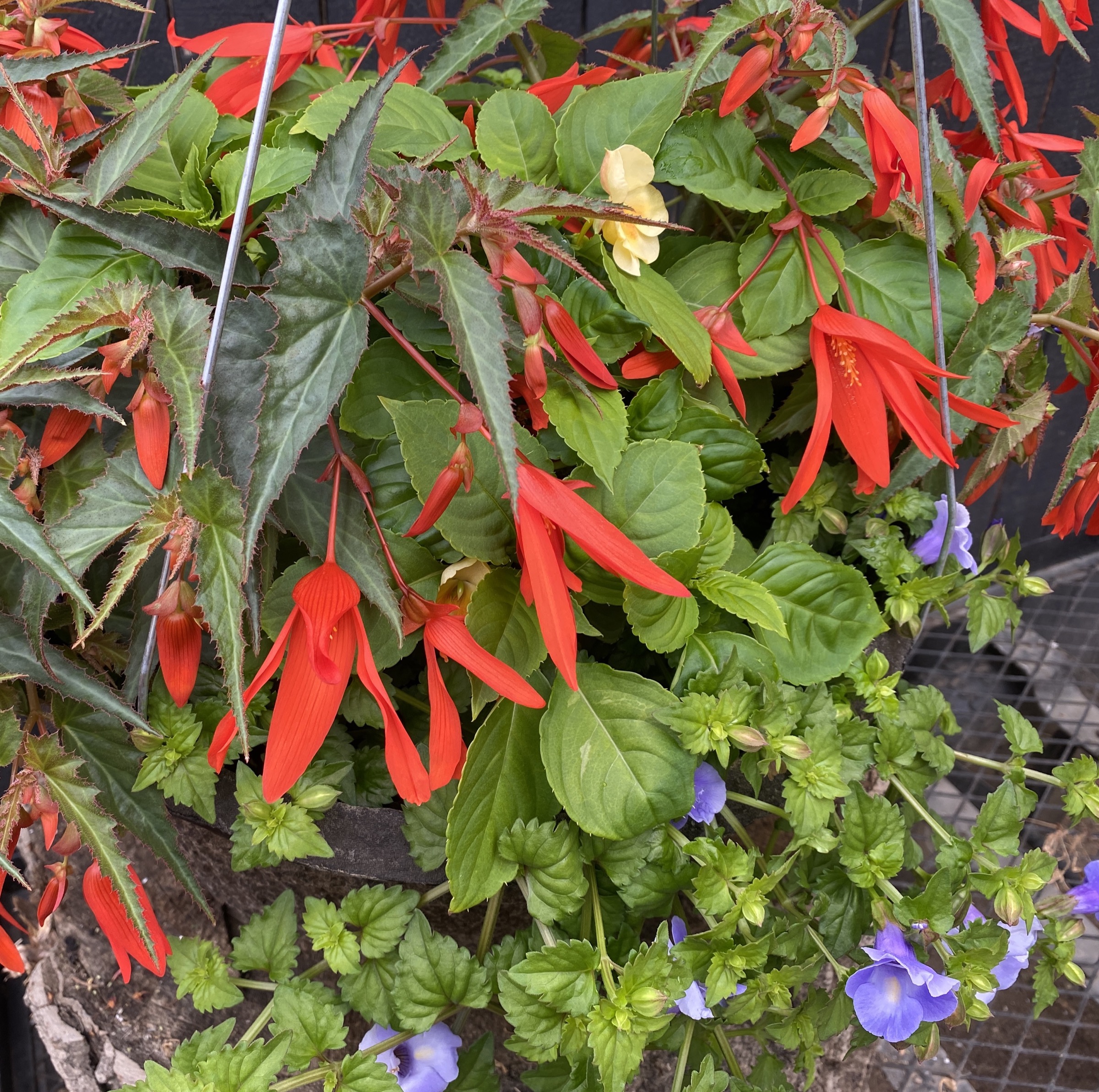 jamaica-bay-hanging-basket-712-ennenga-s-garden-center