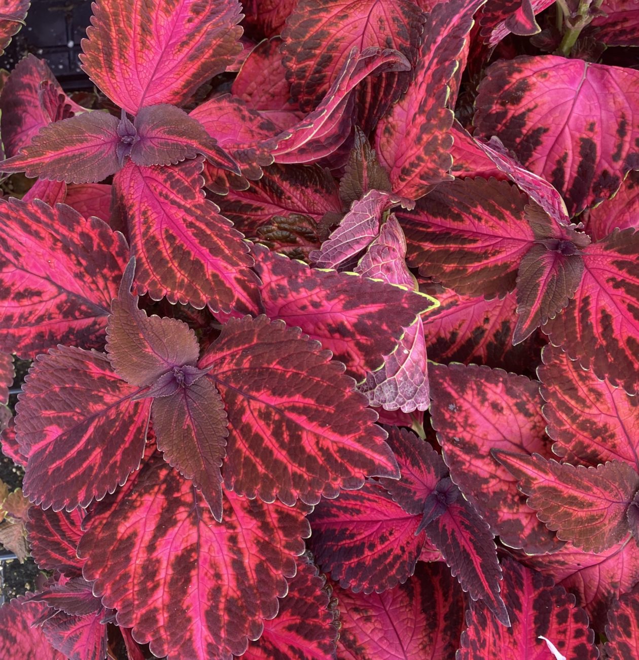 Kingswood Torch Coleus – Ennenga’s Garden Center