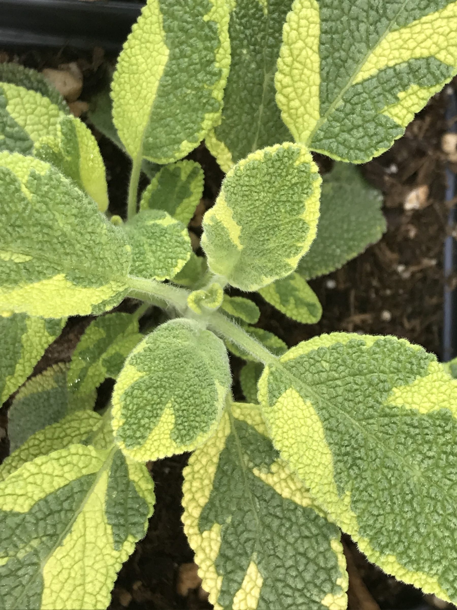 Golden Sage – Ennenga's Garden Center