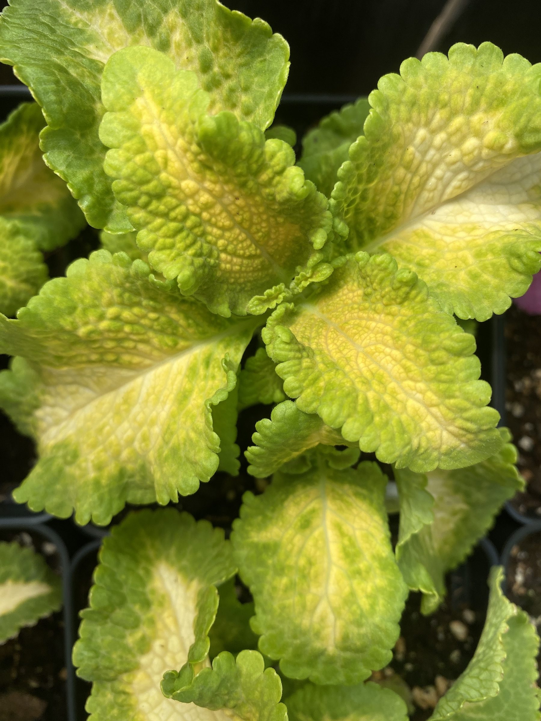 Coleus Wild Lime – Ennenga’s Garden Center